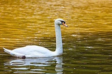 《勇者斗恶龙 怪物仙境3》DL版预购开启 鸟山明亲绘封面公开